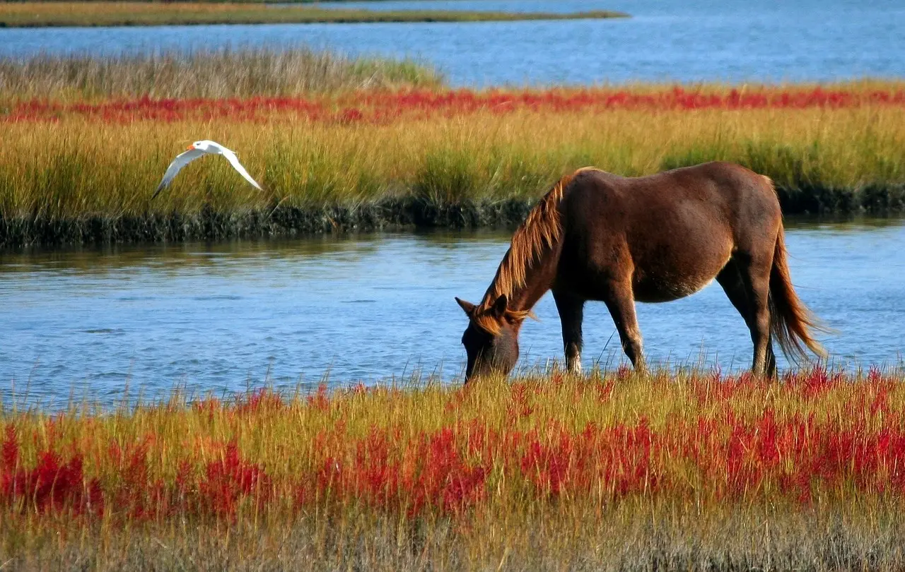 A brown horse grazing in colourful marshland near the Normandy coast, with a white bird flying above