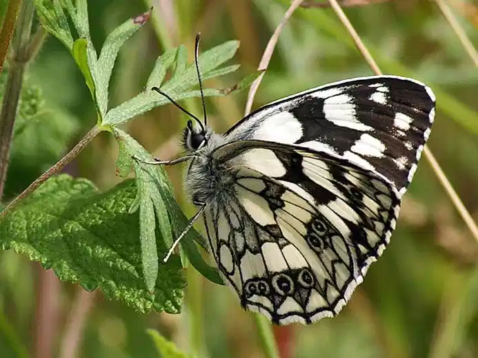Close-up of a marbled white butterfly resting on a leaf in Normandy, France