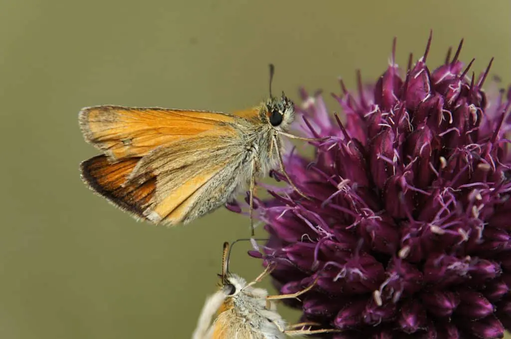 Close-up of an orange skipper butterfly feeding on a purple flower in Normandy