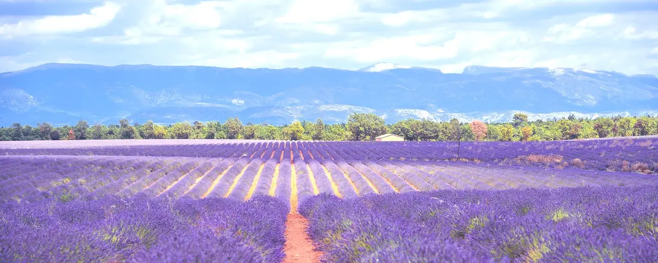 Lavender fields in Provence, a perfect landscape to learn French while exploring the South of France