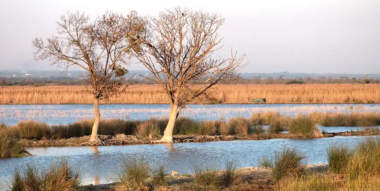 Peaceful landscape of the Camargue wetlands with bare trees and reed beds