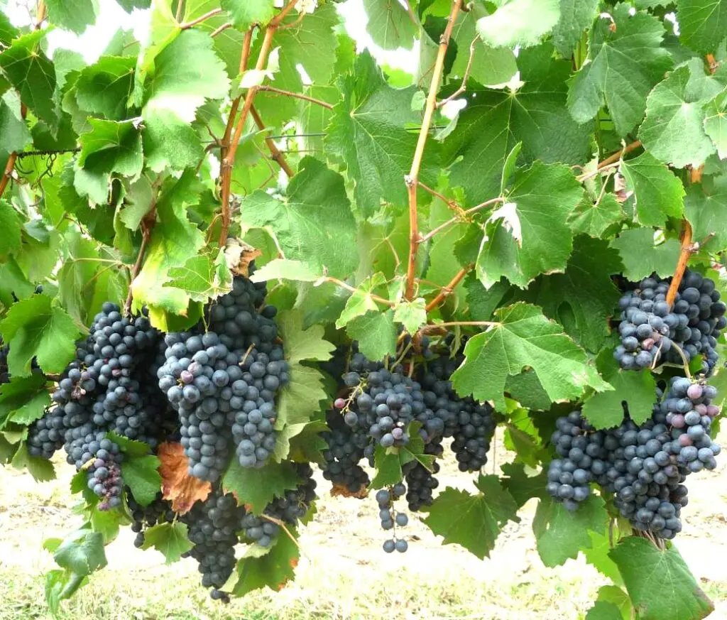 Black grapes in a Bordeaux vineyard – perfect backdrop for learning French with wine culture immersion